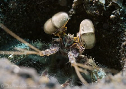 Mantis shrimp. Lembeh straits. D200, 60mm. by Derek Haslam 